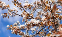 什么树在秋天开花结果好，什么树会开花 哪些树会开花