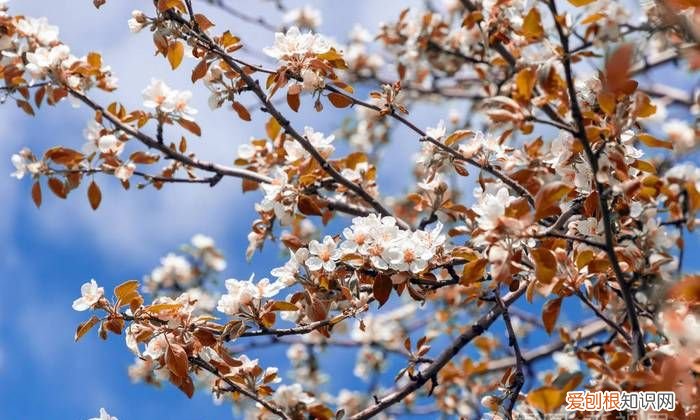 什么树在秋天开花结果好，什么树会开花 哪些树会开花