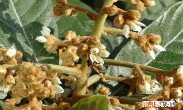 枇杷什么时候开花 枇杷开花的时间