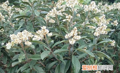 枇杷什么时候开花 枇杷开花的时间