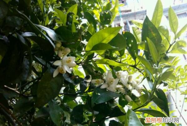 什么树不开花 哪种树不开花