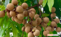 ８个月宝宝可以吃桂圆，桂圆是热性还是凉性 吃桂圆的注意事项