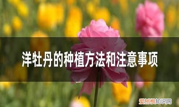 蝴蝶洋牡丹的养殖方法，洋牡丹的养殖方法 教你洋牡丹的养殖方法