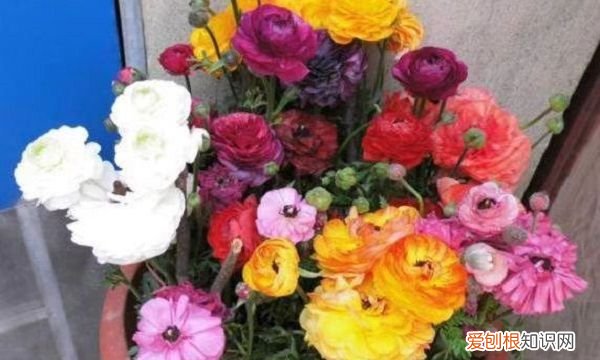 蝴蝶洋牡丹的养殖方法，洋牡丹的养殖方法 教你洋牡丹的养殖方法