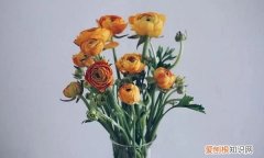 蝴蝶洋牡丹的养殖方法，洋牡丹的养殖方法 教你洋牡丹的养殖方法