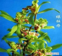 蕙兰绿牡丹这种兰花好养，绿牡丹花怎么养 绿牡丹花如何养