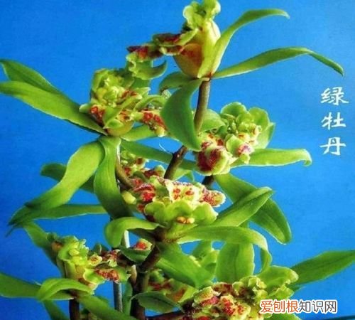 蕙兰绿牡丹这种兰花好养，绿牡丹花怎么养 绿牡丹花如何养