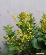 什么花开花过程最长，什么花开花时间长 哪种花开花时间长