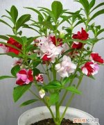 凤仙花的花蕊是什么颜色，凤仙花的花瓣形状 凤仙花的特点是什么