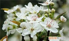 梨子是什么时候开花，梨什么时候开花 梨哪个时候开花
