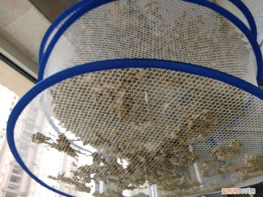 槐米茶怎么做呢