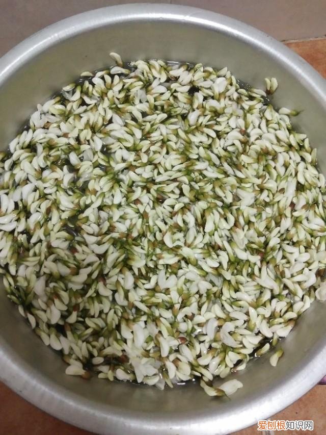 槐米茶怎么做呢