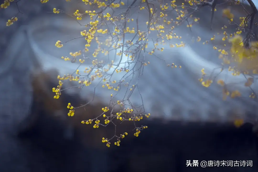 怎么发表白墙的句子