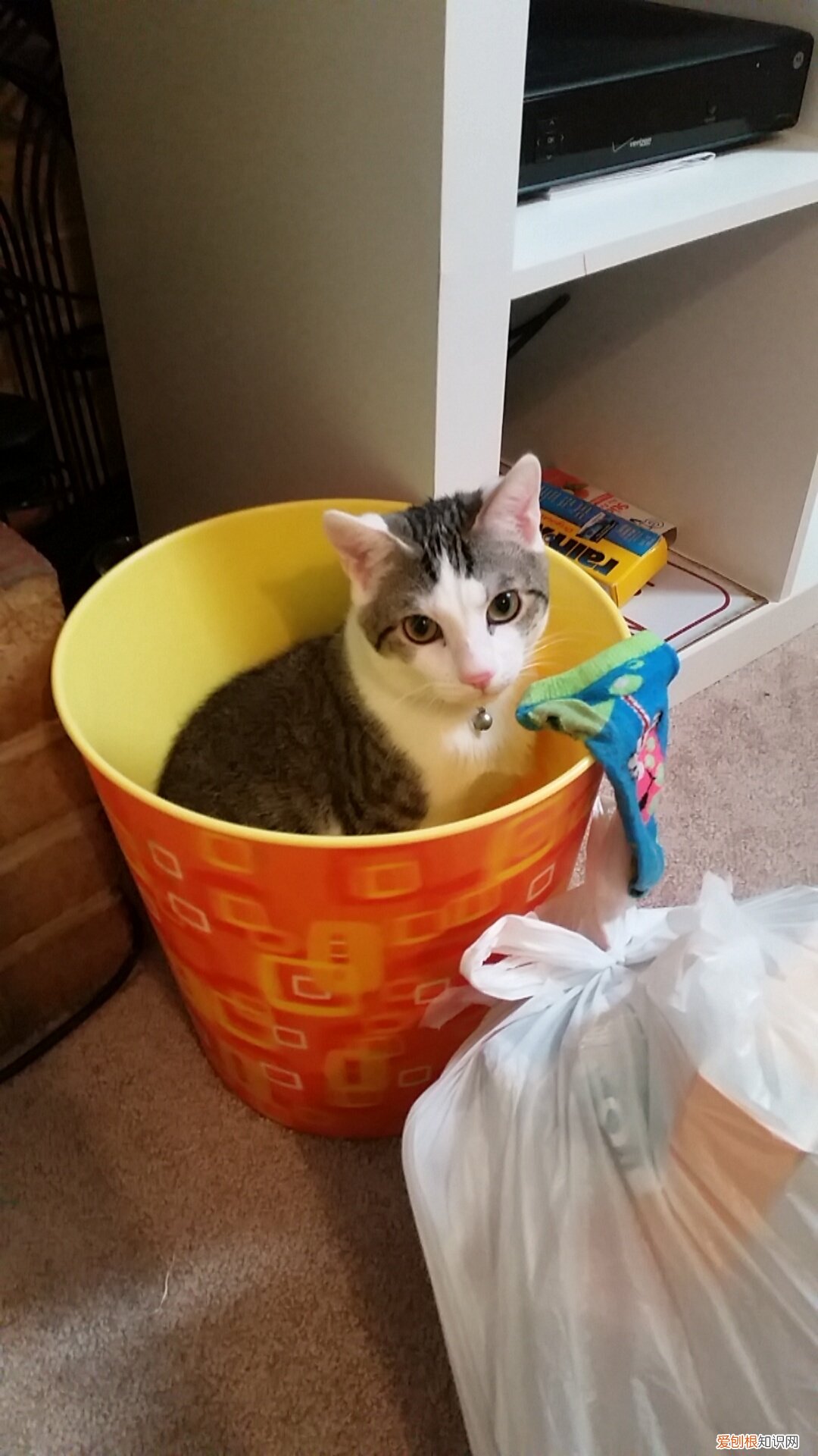 上海今年高考几天 今年高考几天