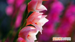 剑兰什么时候开花 剑兰开花的时间