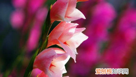 剑兰什么时候开花 剑兰开花的时间