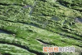 青苔是什么植物还是细菌，苔藓是什么植物 苔藓简单介绍