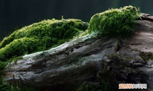 青苔是什么植物还是细菌，苔藓是什么植物 苔藓简单介绍