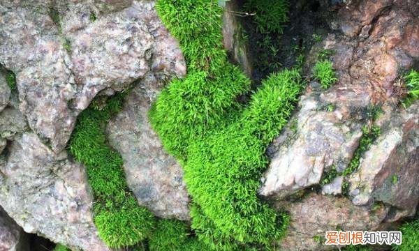 青苔是什么植物还是细菌，苔藓是什么植物 苔藓简单介绍
