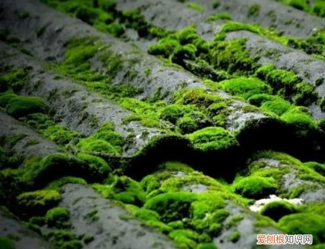 青苔是什么植物还是细菌，苔藓是什么植物 苔藓简单介绍