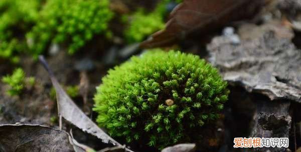 青苔是什么植物还是细菌，苔藓是什么植物 苔藓简单介绍