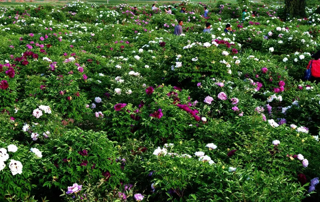 定西旅游景点介绍 定西旅游必游景点有哪些