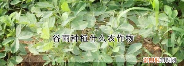 谷雨可以种什么植物 谷雨可能种哪些植物