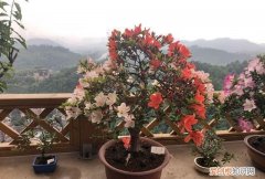 杜鹃花开花后怎么修剪 杜鹃花开花后如何修剪