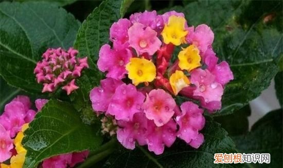 简简单单的六步操作解决五色梅难题 种植五色梅难题解决方法介绍