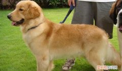 金毛犬取什么名字好听，金毛犬名字 极度受欢迎金毛犬名字