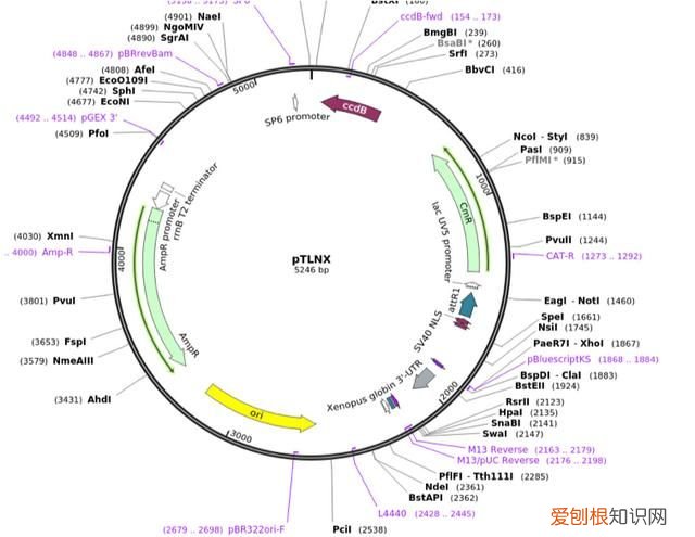 破译质粒图谱需要掌握哪些知识点呢英语