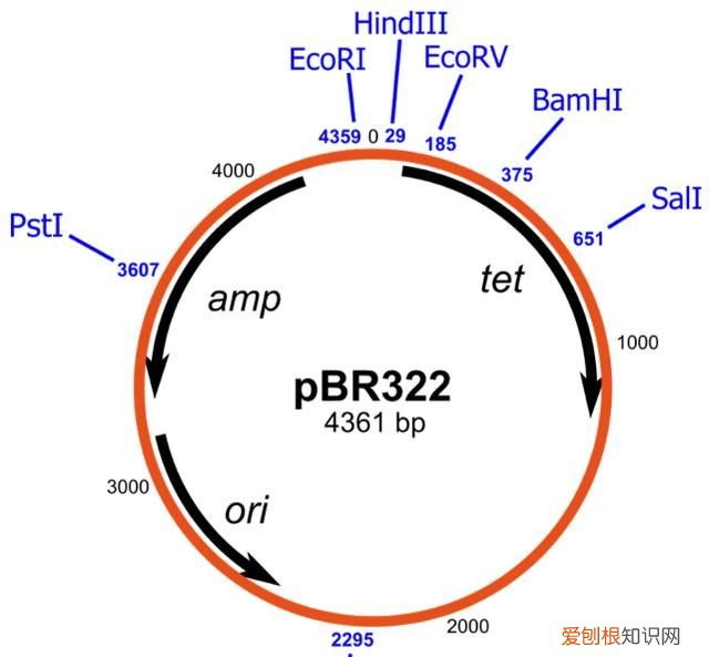 破译质粒图谱需要掌握哪些知识点呢英语