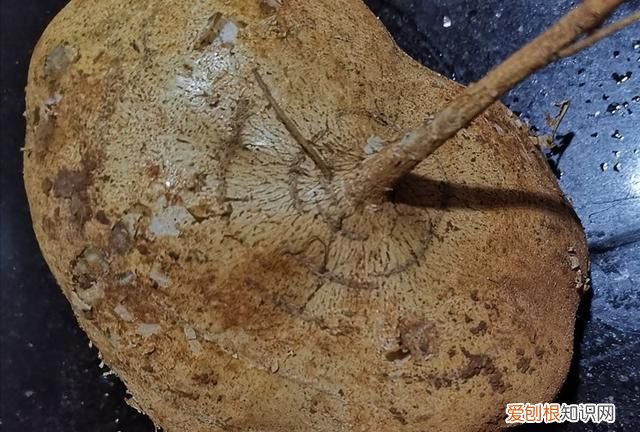 炒凉薯粑的家常做法,土瓜是热性还是凉性 土瓜的功效