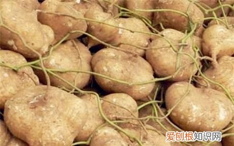 炒凉薯粑的家常做法,土瓜是热性还是凉性 土瓜的功效
