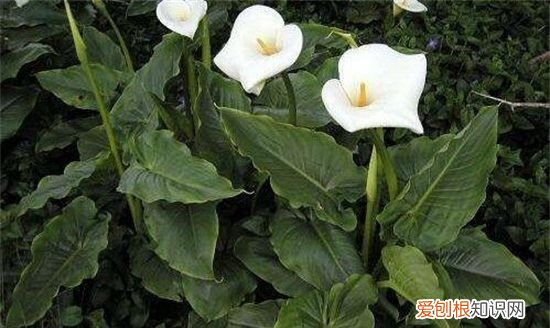 海芋花和马蹄莲的区别 海芋花和马蹄莲有哪些区别