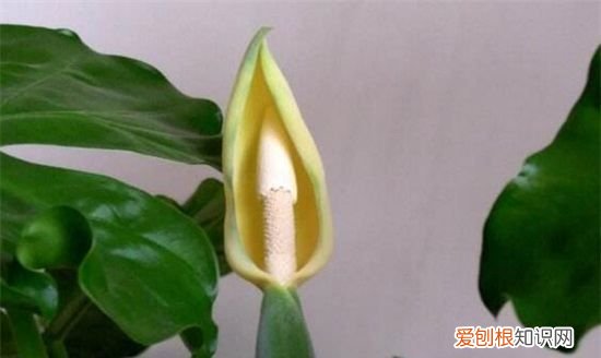 海芋花和马蹄莲的区别 海芋花和马蹄莲有哪些区别