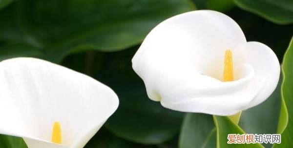 海芋花和马蹄莲的区别 海芋花和马蹄莲有哪些区别