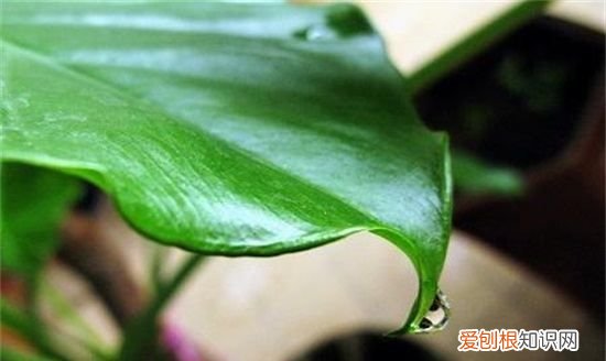 海芋花和马蹄莲的区别 海芋花和马蹄莲有哪些区别