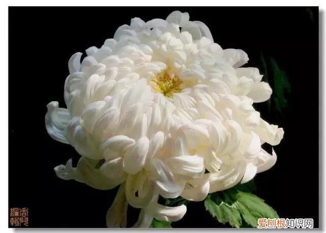 上坟用花一般多少朵 扫墓用什么花