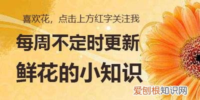 上坟用花一般多少朵 扫墓用什么花