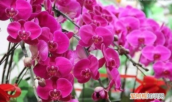 蝴蝶兰催芽剂制作方法，蝴蝶兰种子催芽方法 蝴蝶兰种子如何催芽