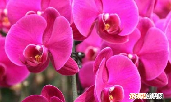 蝴蝶兰催芽剂制作方法，蝴蝶兰种子催芽方法 蝴蝶兰种子如何催芽