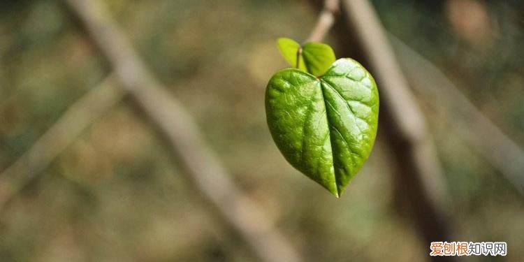 70岁祝寿词,简短,通俗 七十大寿祝福语简短