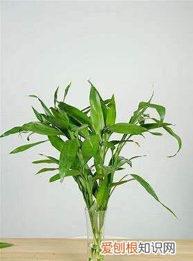 富贵子能活几年，富贵籽能养几年