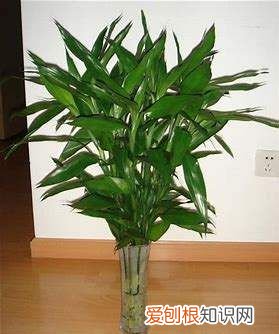 富贵子能活几年，富贵籽能养几年