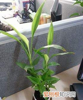 富贵子能活几年，富贵籽能养几年