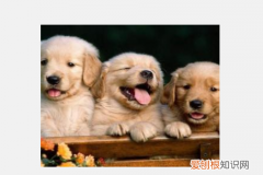 人与动物的区别在于哪里，人与狗的区别 人与狗的区别有哪些