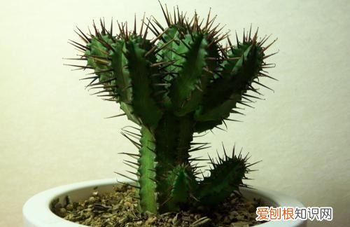 仙人掌为什么会开花 仙人掌会开花是什么原因