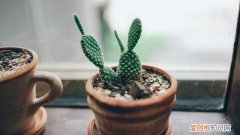 仙人掌为什么会开花 仙人掌会开花是什么原因