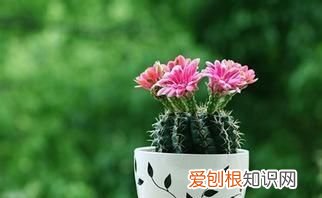 仙人掌为什么会开花 仙人掌会开花是什么原因